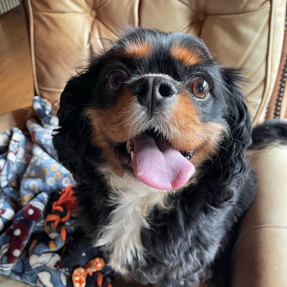 My closet is worth checking out! I spy 🦋! Read below.🐾 - Picture 7 of 7